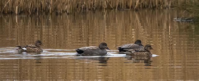 Gadwall