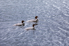 Red-Breasted Mergansers