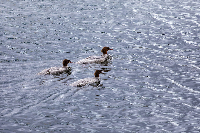 Red-Breasted Mergansers