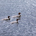 Red-Breasted Mergansers