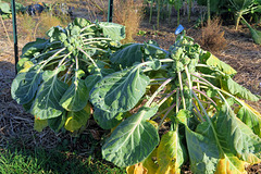 IMG 3888-001-Brussels Sprouts 1