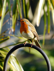 Robin