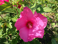 Hibiskus, Roseneibisch, die Blüte ist 25cm im Durchmesser