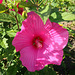 Hibiskus, Roseneibisch, die Blüte ist 25cm im Durchmesser
