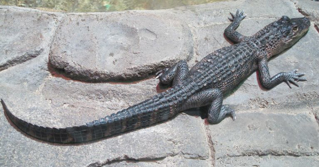 Bébé crocodile