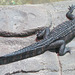 Bébé crocodile