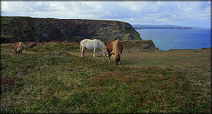 Shetland ponies above Ralph's Cupboard. Keeping the Southwest Peninsula Coastpath in pristine condition!