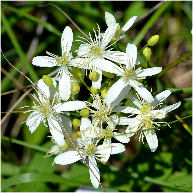 Clematite Brûlante ( Clematis flammula ) ...