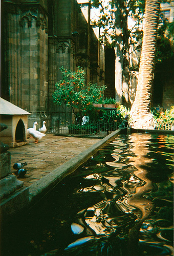 Cathedral cloister residents