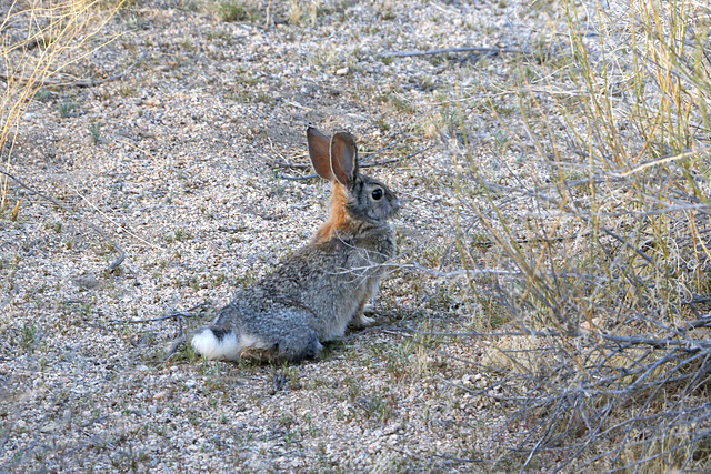 Desert Cottontail