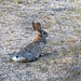 Desert Cottontail