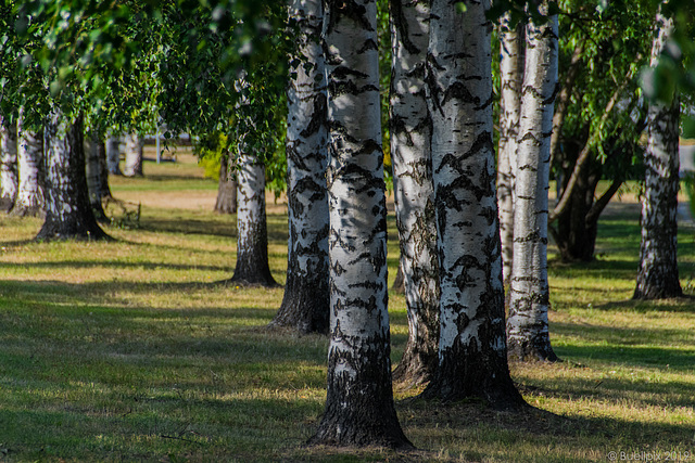 in Rovaniemi (© Buelipix)