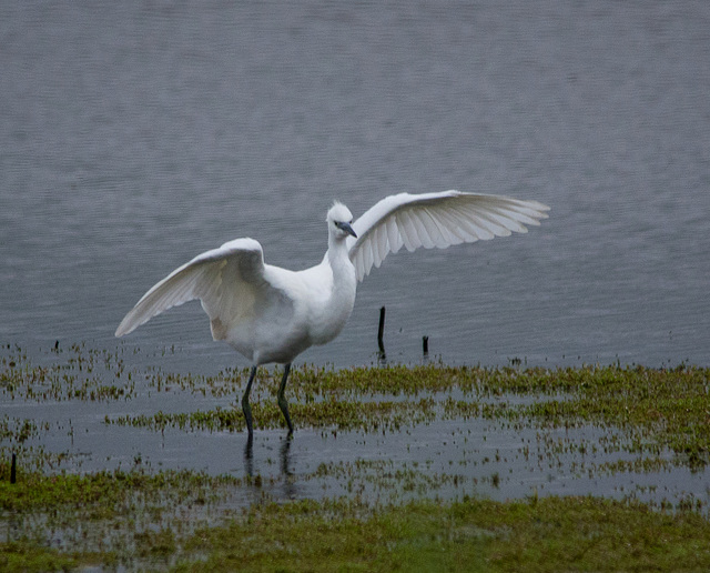 Egrets 4at Burton Wetlands