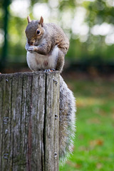 Squirrels work for peanuts.