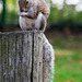 Squirrels work for peanuts.