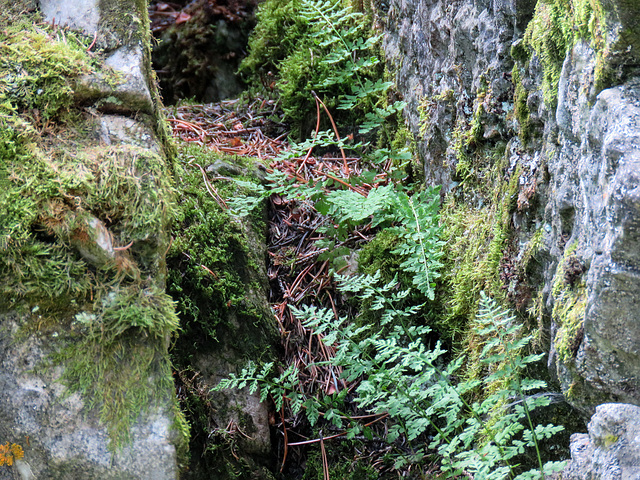 Fragile Bladder Fern / Cystopteris fragilis, growing on large erratic