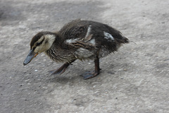 duckling2