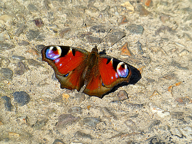 Peacock