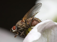 IMG 8716 Fly