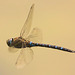 IMG 4059 Dragonflyv2