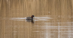 Little grebe with a fish
