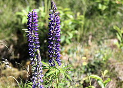 Vielblättrige Lupine