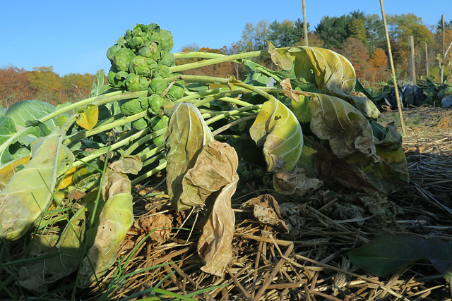 IMG 3889-001-Brussels Sprouts 2