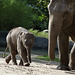 Groß und Klein (Hagenbeck)