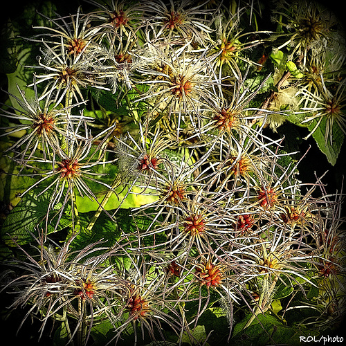 Feu d'artifice d'automne