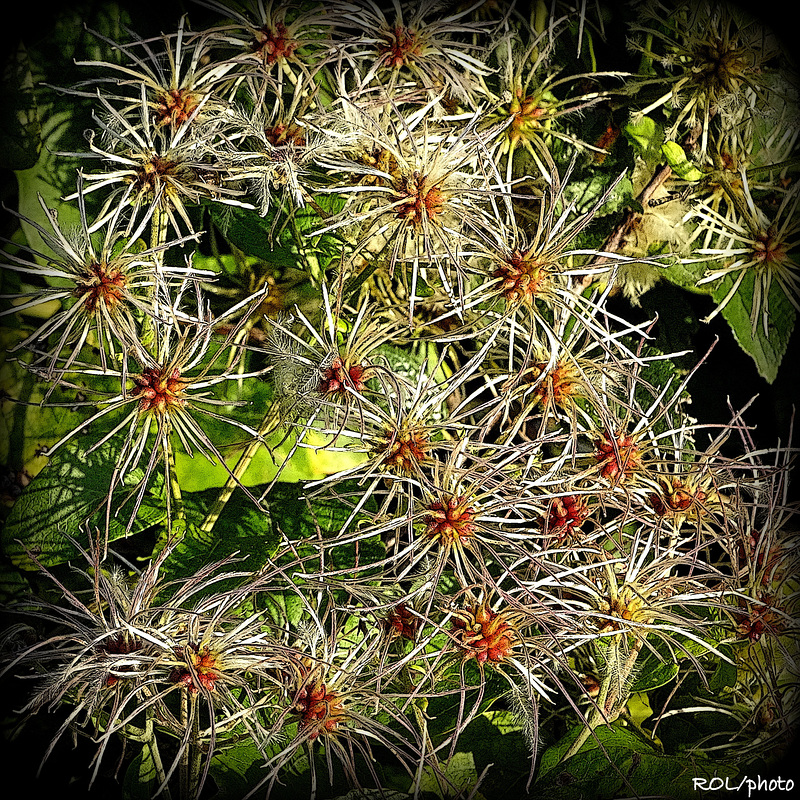 Feu d'artifice d'automne