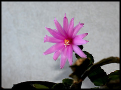 Hatiora rosea