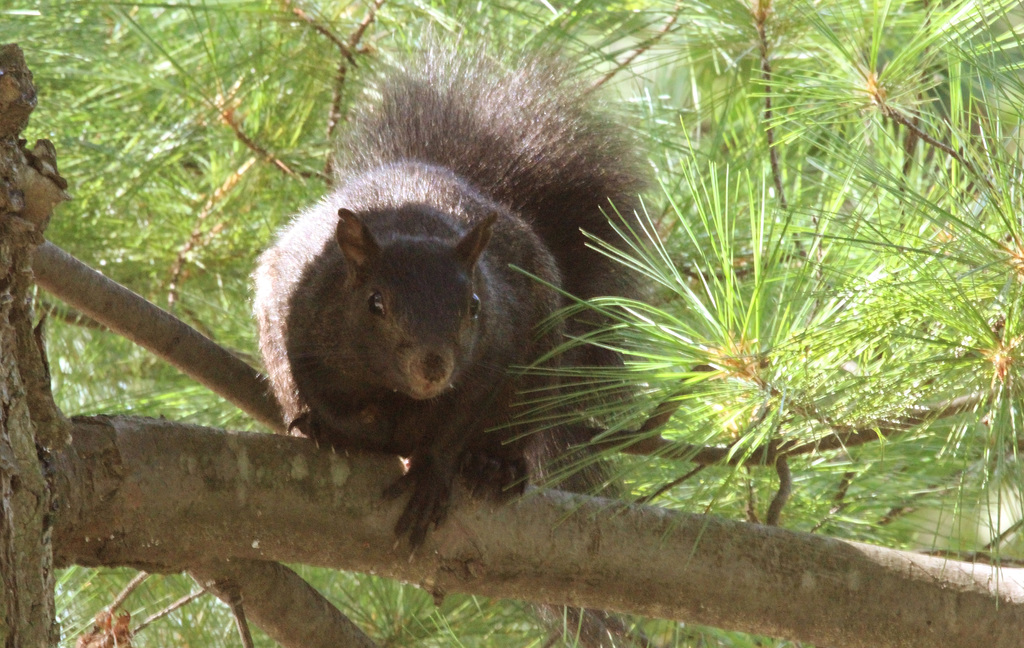Mr squirrel was watching closely