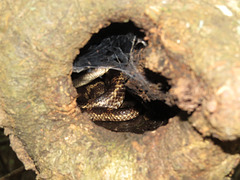 Snake in a hole in a tree