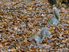 Squirrels