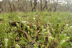 Pterostylis cf. robusta 'Adelaide Hills'