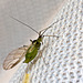 IMG 8723 Aphid