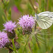 Green veined white butterfly