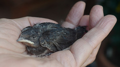 Hirundo rustica, Penedos