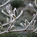 A frosty morning