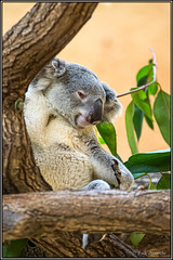 Der Koala
