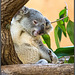 Der Koala