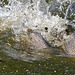 Carp Spawning