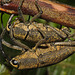 IMG 8094weevilsmatingcloseup