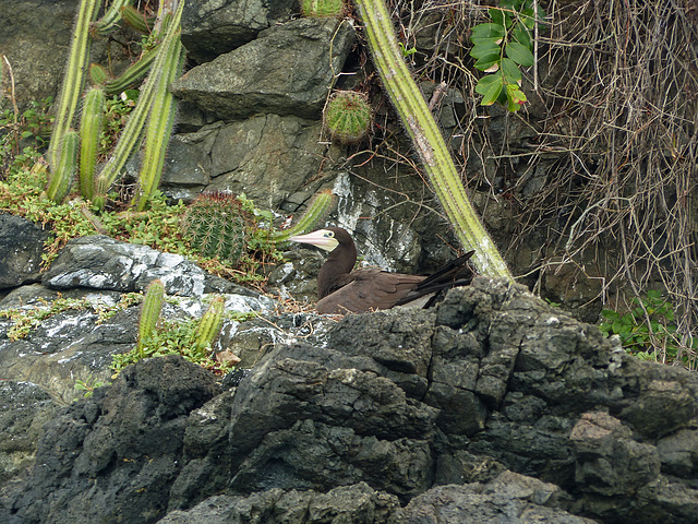 Brown Booby, Little Tobago trip, Day 3