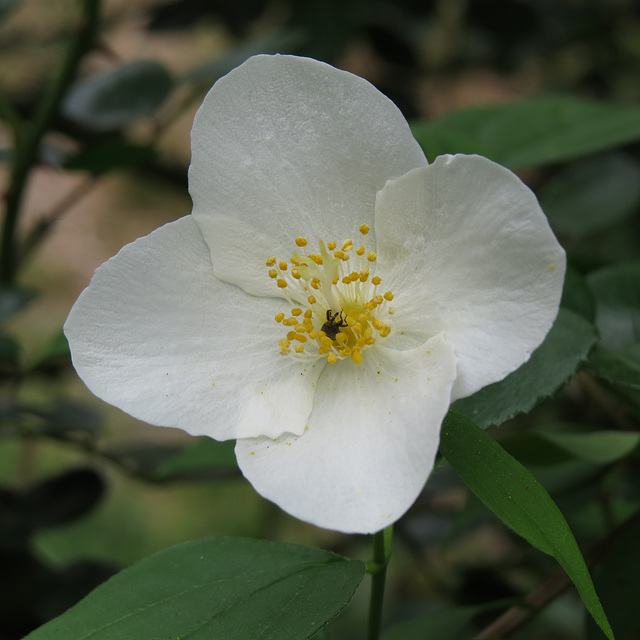 Philadelphus cv.