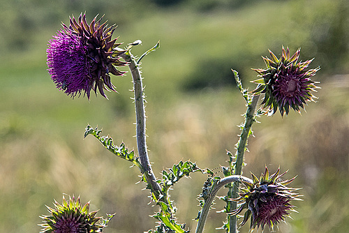 20170518 3314VRAw [A+H] Distel, Neusiedler See