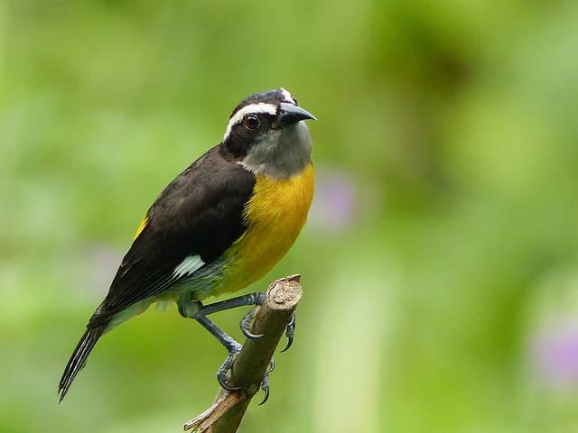 Bananaquit, Trinidad