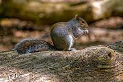 Squirrels1