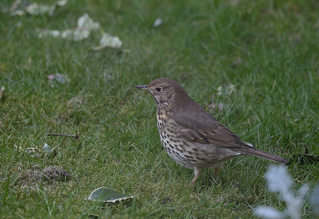 Herbs garden birds: Mistle thrush