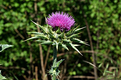 Mariendistel